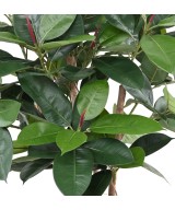 Artificial FICUS ELASTICA BUSH (Rubber plant multitree)