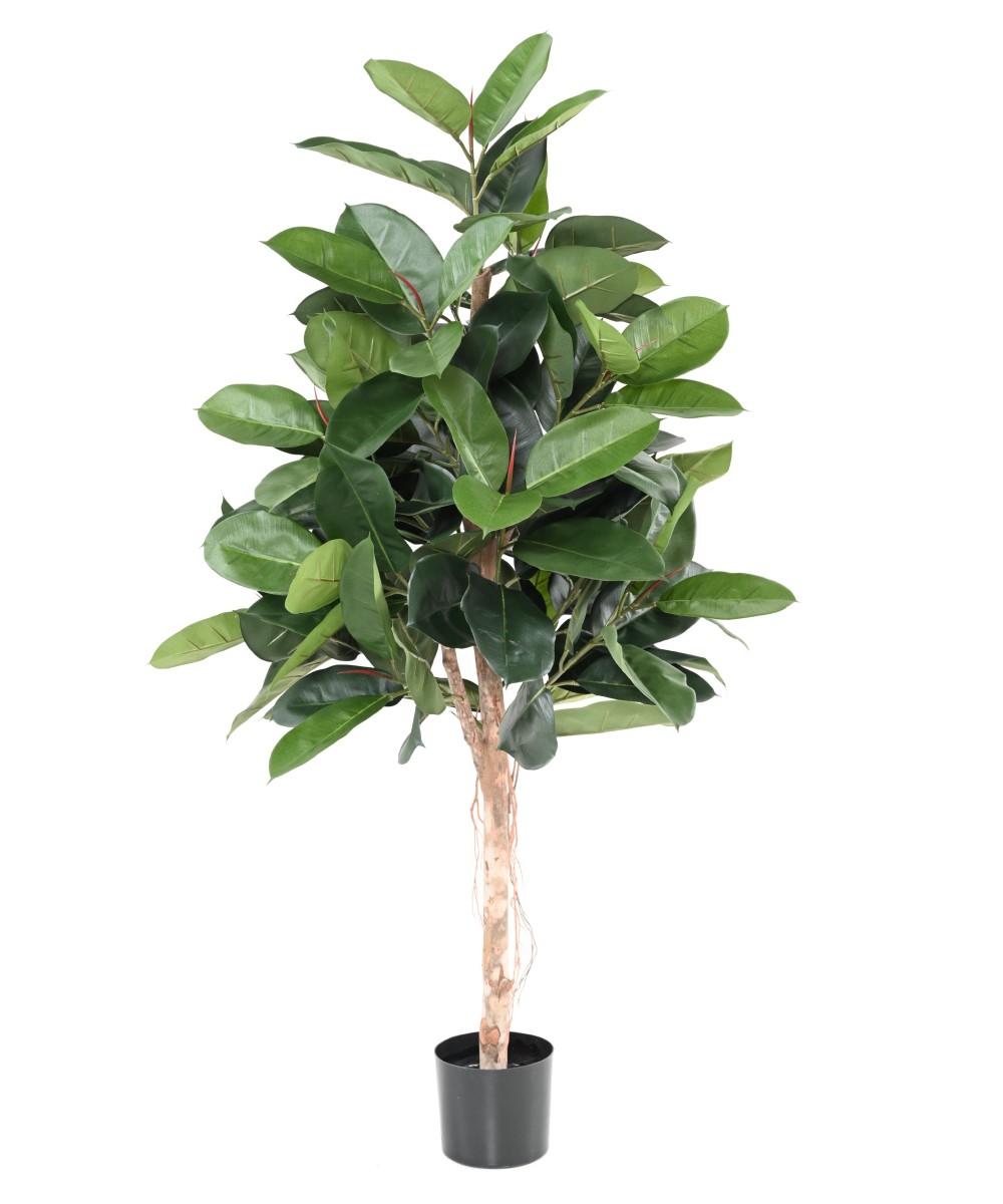Kunstfikus ELASTICA (kummipuu)