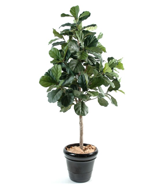 Artificial lyrata (fig tree)