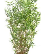 Artificial bamboo MULTITREE ORIENTAL