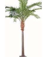 Kunst-datlipalm Kanaari saarte datlipalm