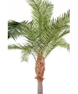 Kunst-datlipalm Kanaari saarte datlipalm
