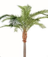 Kunst-datlipalm Kanaari saarte datlipalm