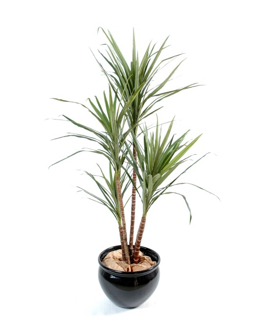 Kunstdraakonipuu MARGINATA