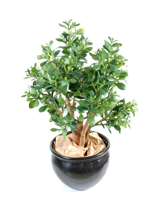 Artificial Crassula LARGE
