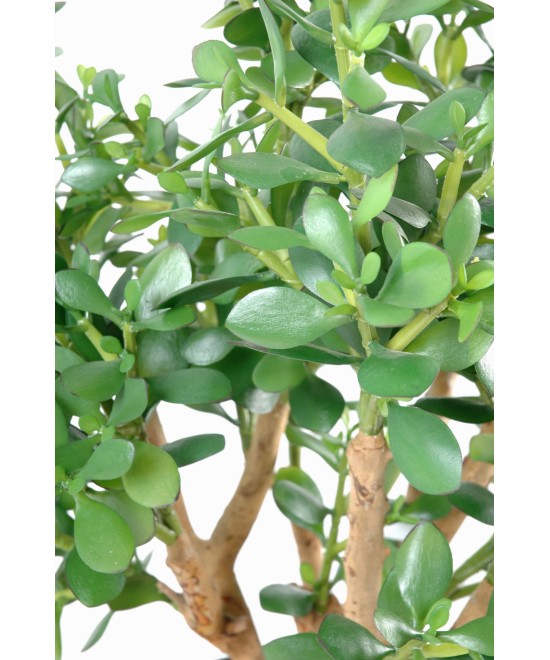 Kunstlik Crassula suur