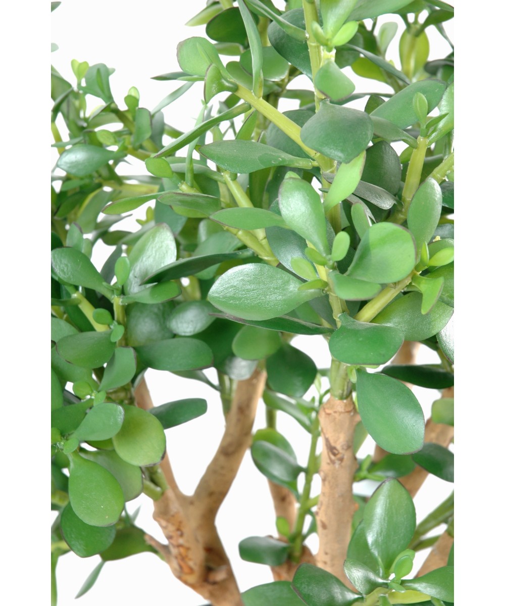 Artificial Crassula LARGE