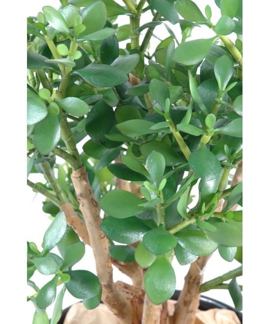 Kunstlik Crassula suur