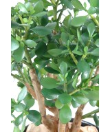 Artificial Crassula LARGE