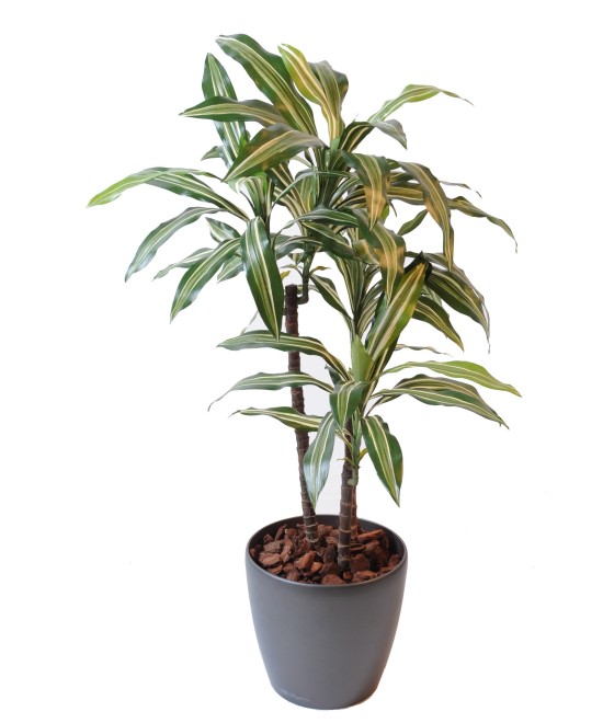 Kunstdraakonipuu FRAGRANS *3