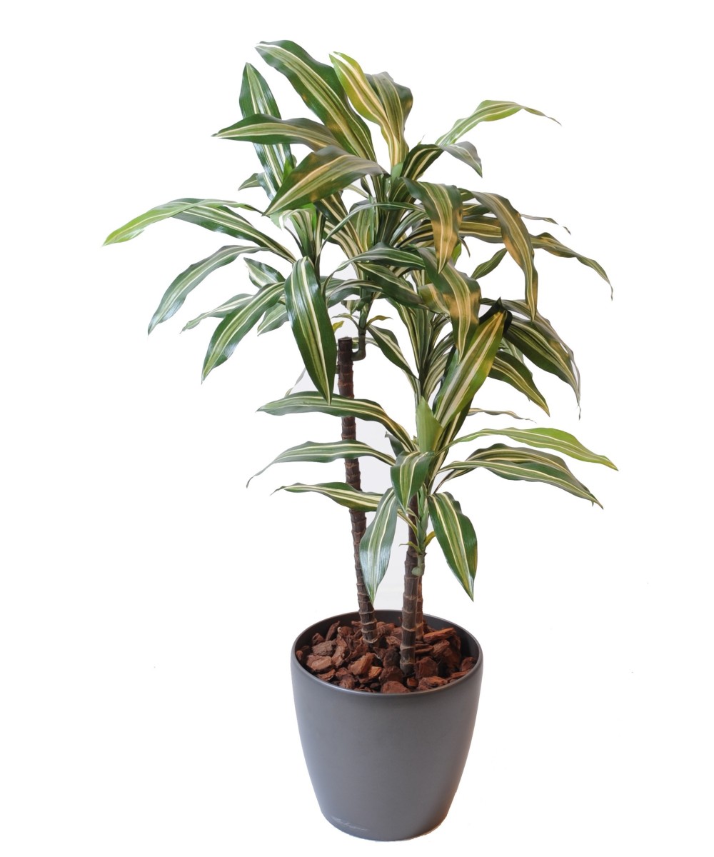 Kunstdraakonipuu FRAGRANS *3