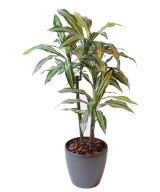 Kunstdraakonipuu FRAGRANS *3