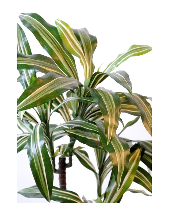 Kunstdraakonipuu FRAGRANS *3