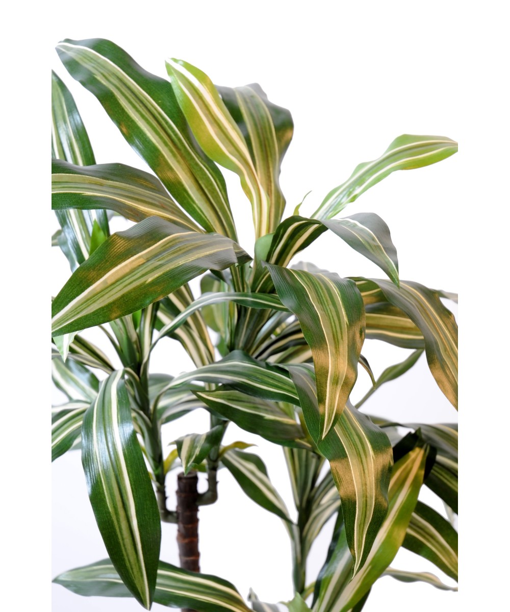 Kunstdraakonipuu FRAGRANS *3