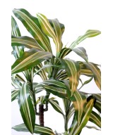 Kunstdraakonipuu FRAGRANS *3