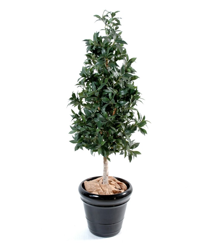 Artificial Laurel PYRAMID
