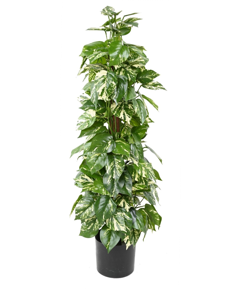 Kunstlikud pothos kookosvardal