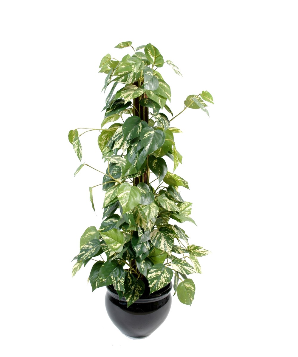 Artificial pothos ON COCO POLE