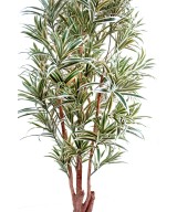 Kunstdraakonipuu REFLEXA