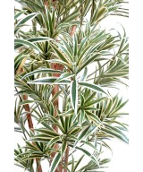 Kunstdraakonipuu REFLEXA