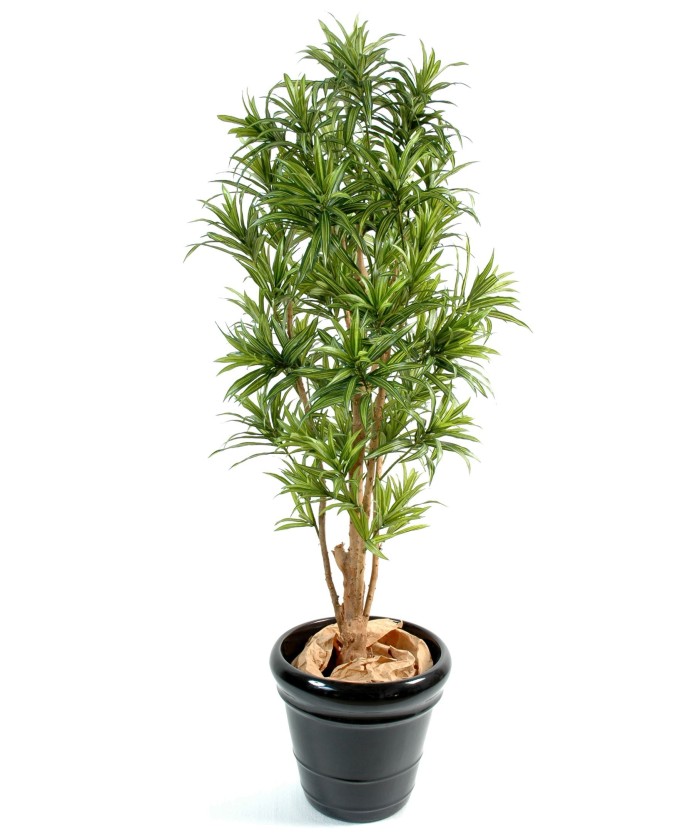 Artificial dracaena REFLEXA