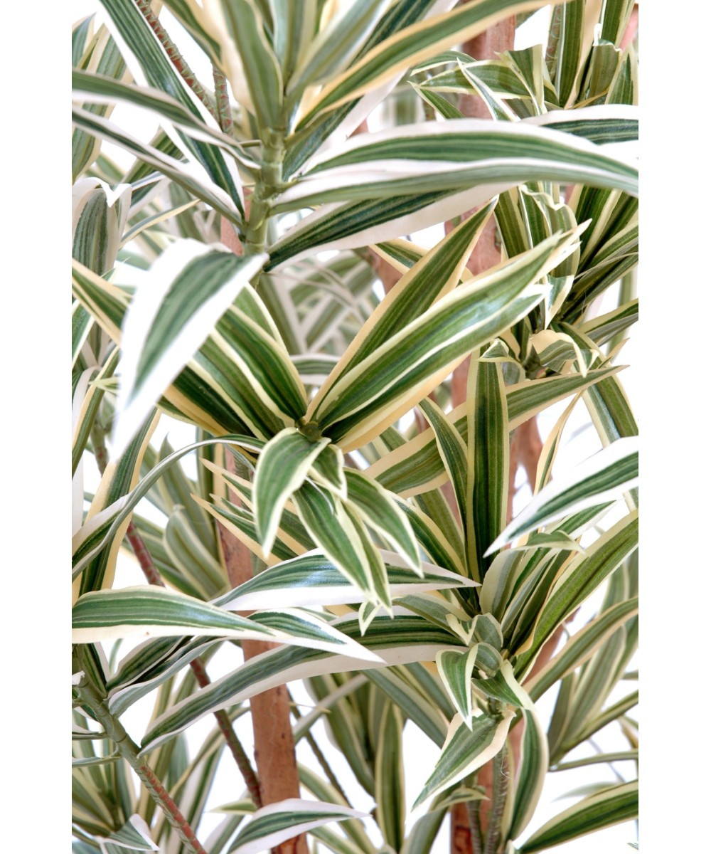 Artificial dracaena REFLEXA
