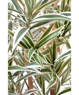 Artificial dracaena REFLEXA