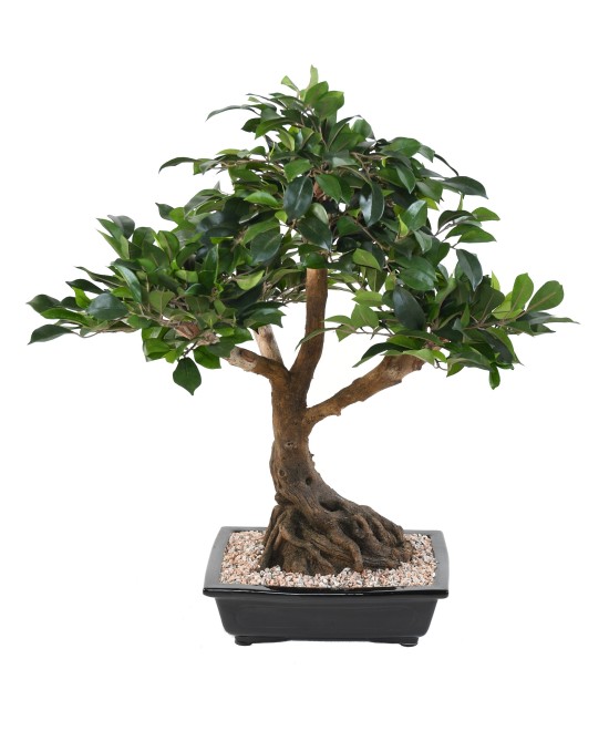 Kunstlik bonsai fikuss kausis