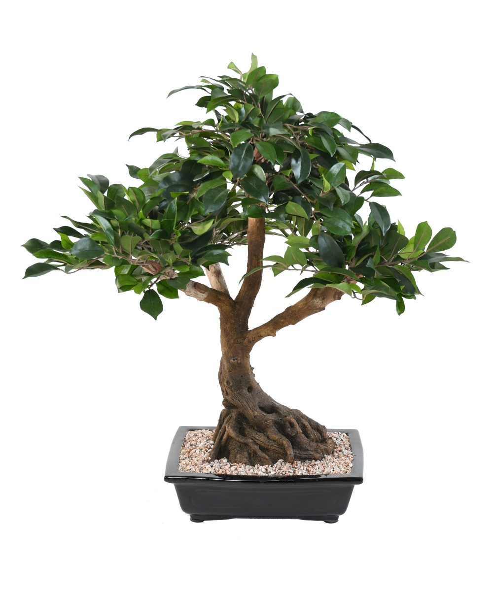 Kunstlik bonsai fikuss kausis