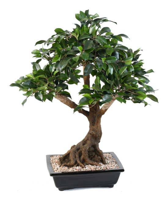 Kunstlik bonsai fikuss kausis