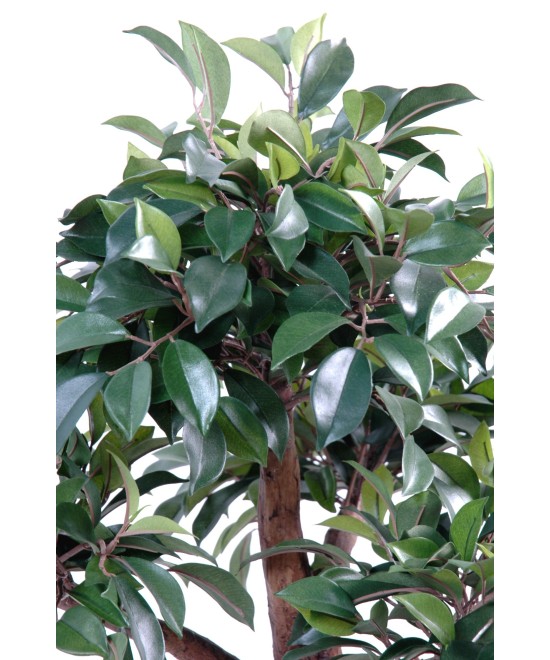 Kunstlik bonsai fikuss kausis