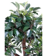 Kunstlik bonsai fikuss kausis