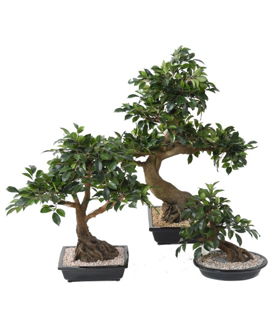 Kunstlik bonsai fikuss kausis