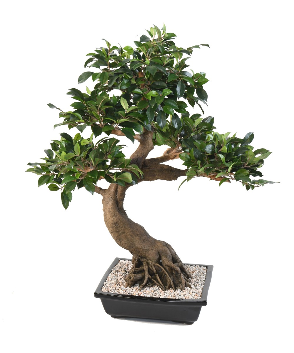 Kunstlik bonsai fikuss kausis
