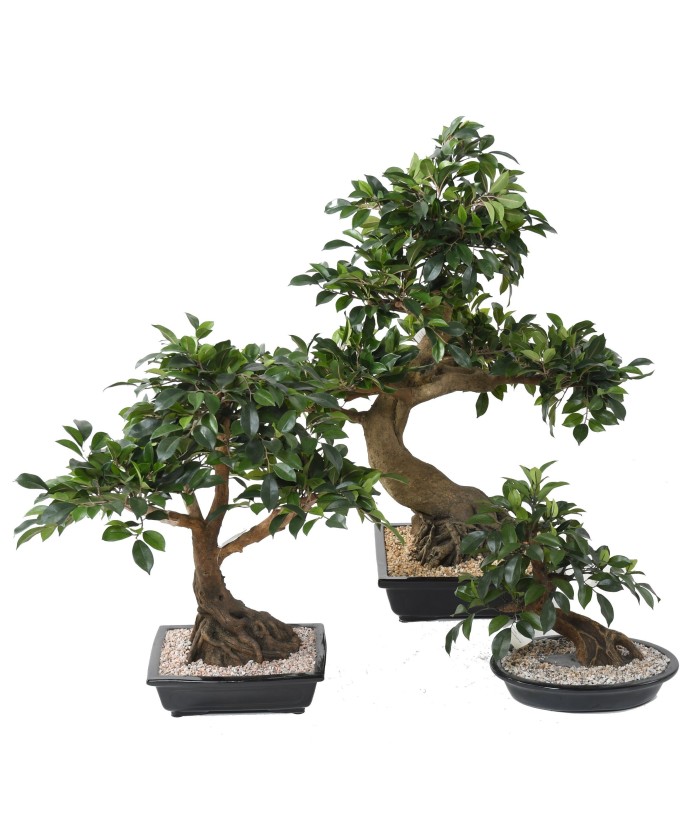 Kunstlik bonsai fikuss kausis