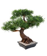 Artificial BONSAI PODOCARPUS IN BOWL
