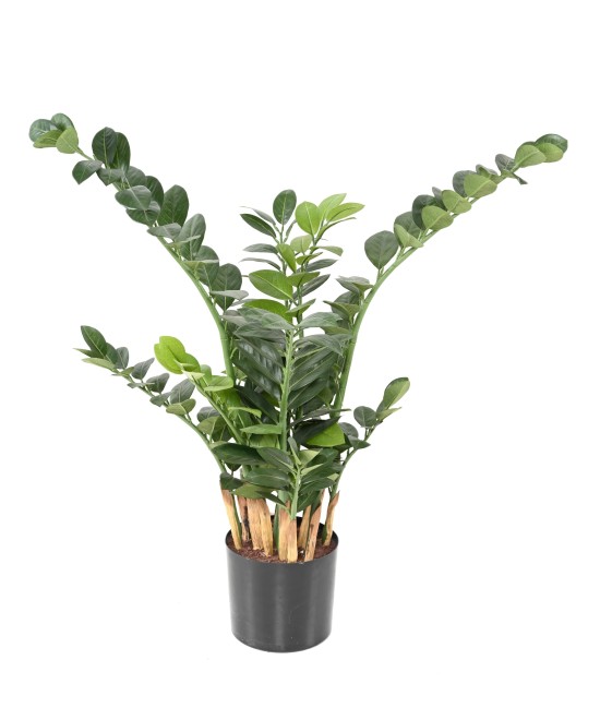 Kunstlik zamia