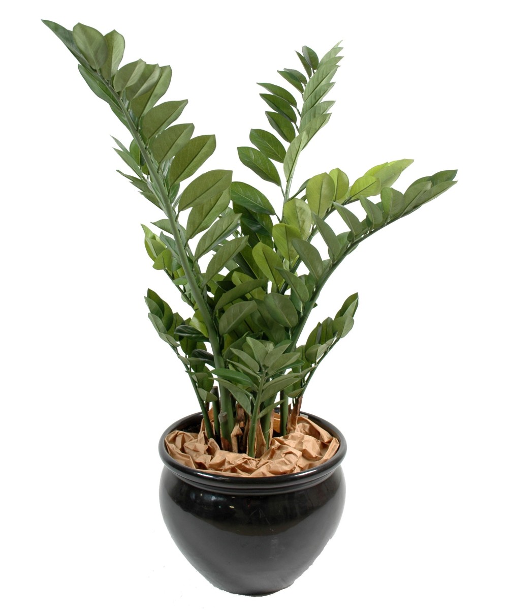 Artificial zamia