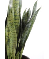 Artificial Sansevieria LARGE