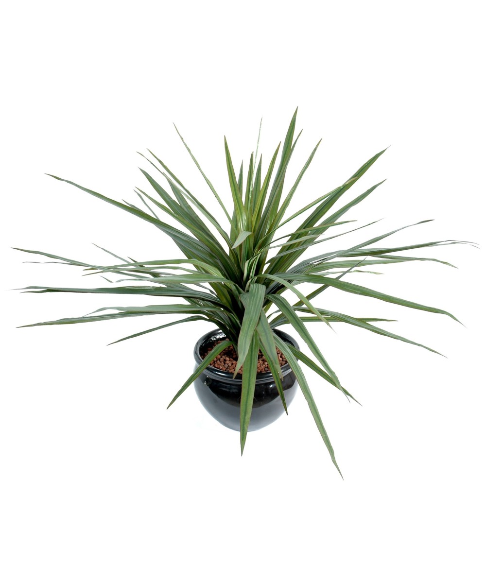Kunstdraakonipuu MARGINATA 58L