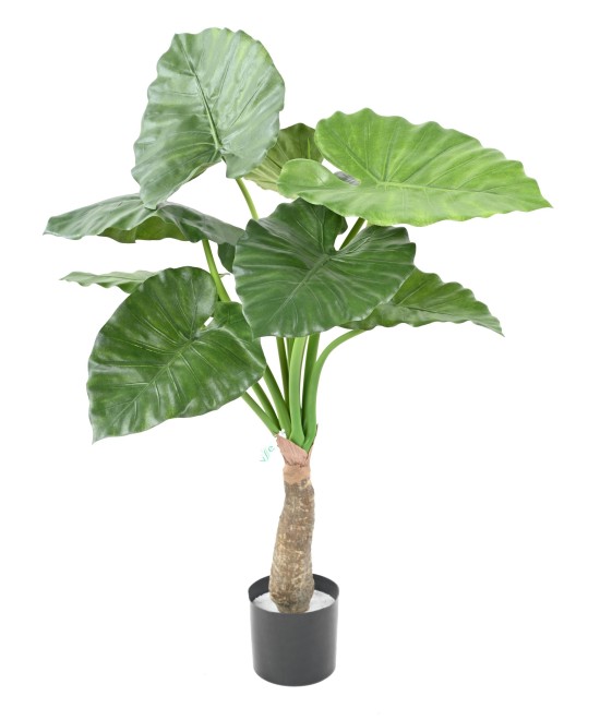 Kunstalokaasia calidora