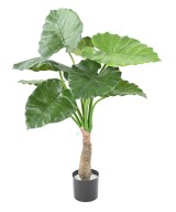 Kunstalokaasia calidora