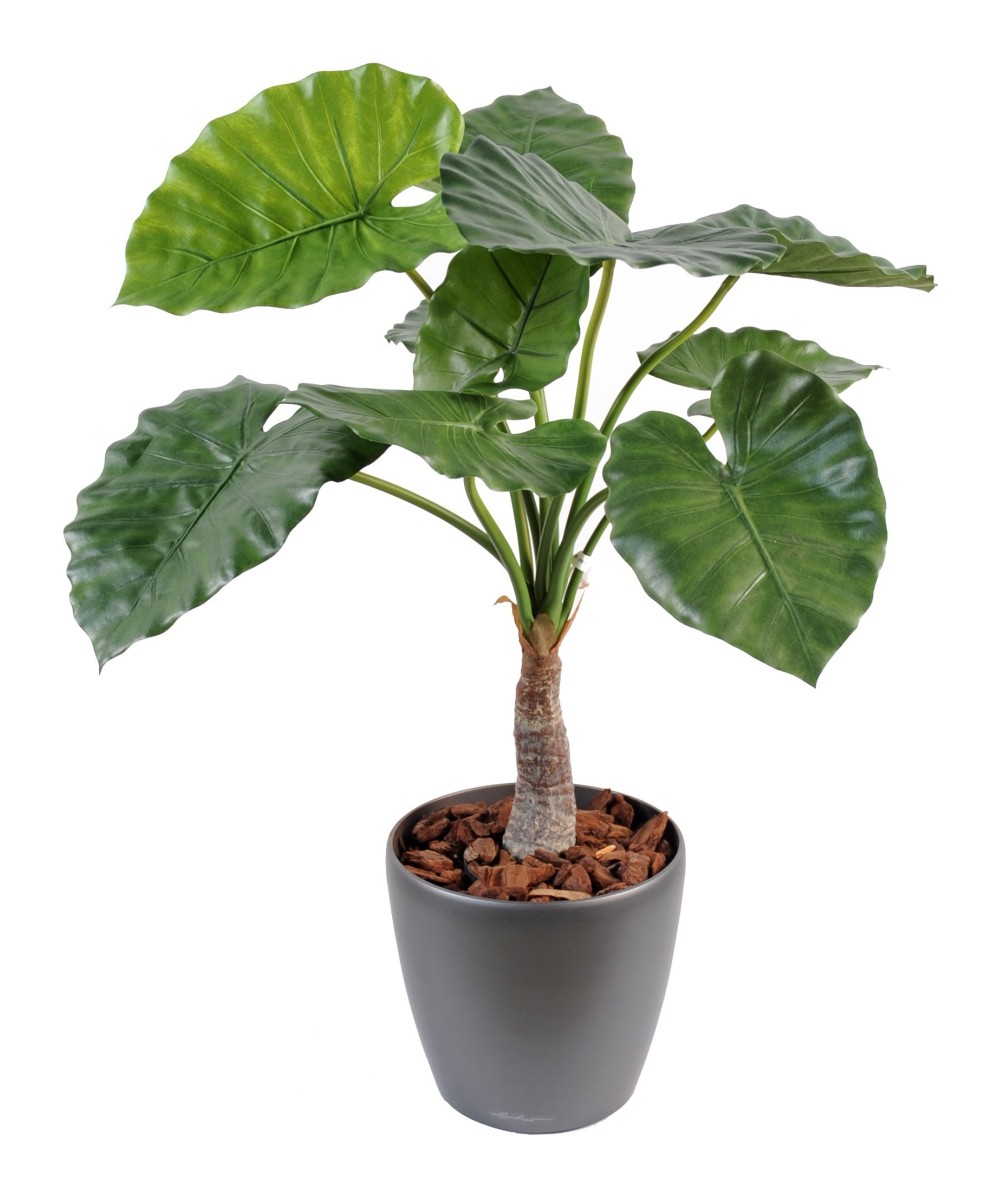 Kunstalokaasia calidora
