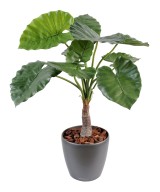 Kunstalokaasia calidora