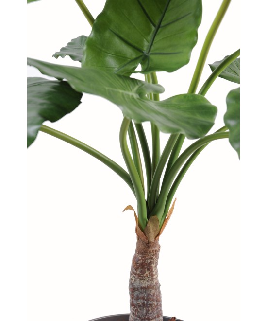 Kunstalokaasia calidora
