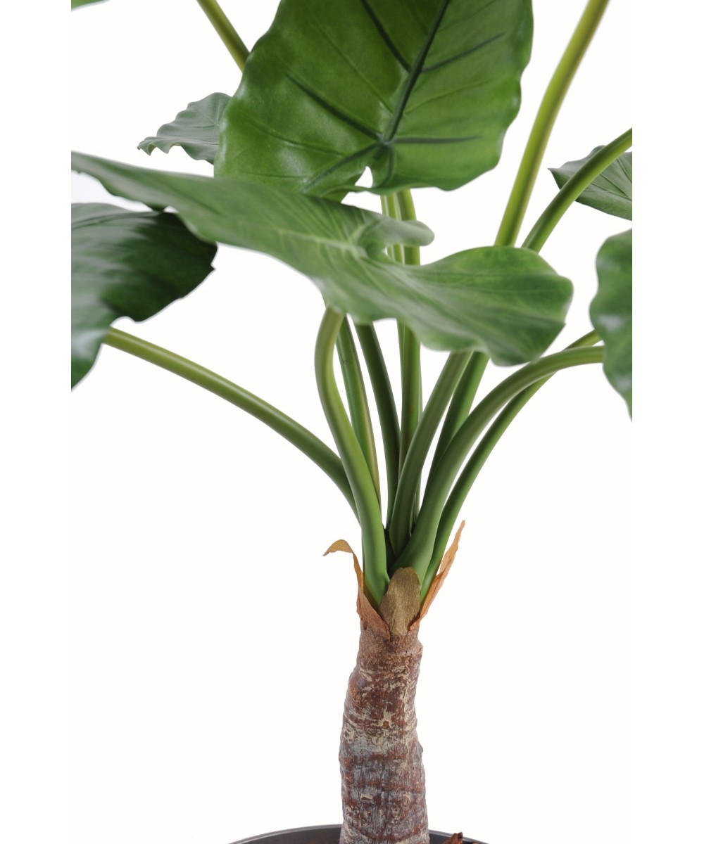 Kunstalokaasia calidora