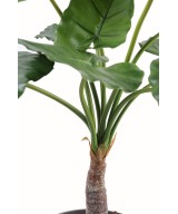 Kunstalokaasia calidora