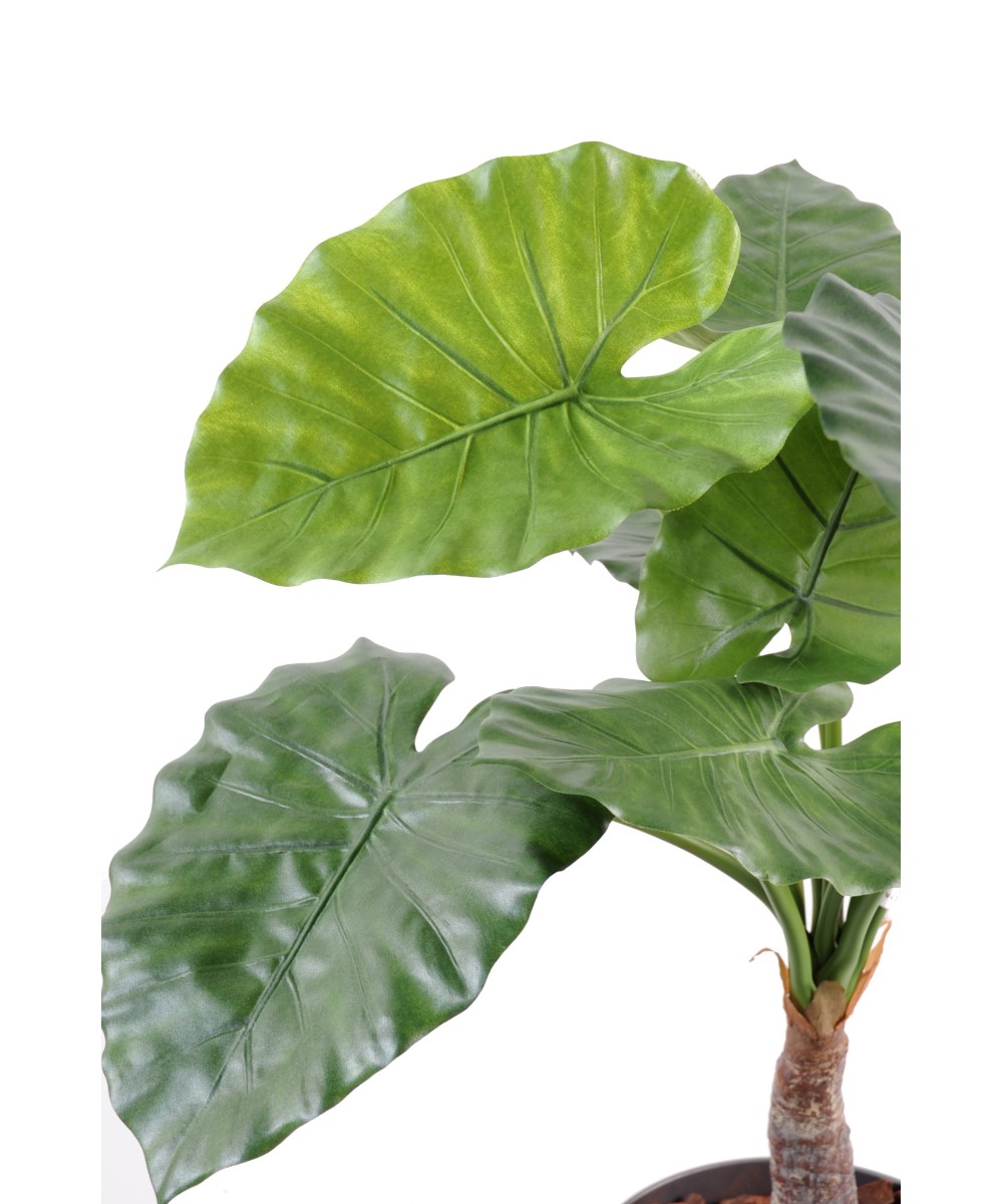 Kunstalokaasia calidora