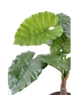Kunstalokaasia calidora