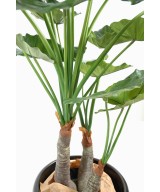 Artificial Alocasia calidora 3 trunks